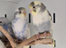 Breathtakingly Stunning Baby Budgies!!!