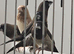 Benalese finches for sale