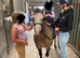 Welsh A Gelding, 10 Year, Pretty
