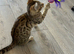 Bengal kitten
