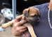 Border terrier pup's two dogs & two biches.