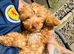 f1b cockapoo left