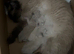 3 beautiful Ragdoll kittens are available for sale