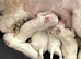 Five Beautiful White Imperial / Tea- Cup Shih Tzu&rsquo;s