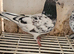 Pakistani highflyer pigeons for sale