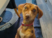 Dachshund girl
