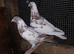 Meulemans racer breeder pair in Wembley