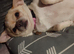 Chihuahua girl for sale