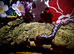 Various Kenyan sand boas