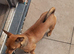 Beautiful female Jack Russel cross chihuahua