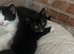 Ragdoll mix kittens for sale