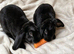 Rare Velveteen pair