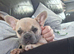 french bulldog pup