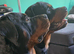Rottweiler puppies