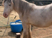 2yr old heavy cob gelding