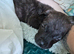 Female cane corso x presa canario puppy 10 weeks old