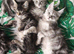 ready now STUNNING TICA MAINE COON KITTENS