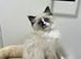 Ragdoll Kittens