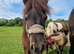 Piebald standard Shetland colt