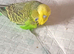Budgies x3