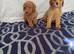 Beautiful cavapoo puppies