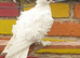 White frill back pigeons for sale
