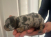 Lovely Well Bred Dachshund Puppies Deposits Being Taken