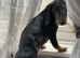 Dauchshund