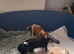 Cavalier king charles puppies