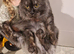 18 month boy maincoon for sale