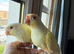 Creamino conure