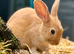 Bunnies for sale now! 2 Females left well bonded