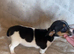 Jack Russell puppies