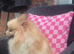 Beautiful Teddy Face female Pom