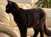  GIANT BLACK MAINE COON BOY - LOOKING FOR HIS FOREVER HOME 
