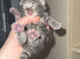 Stunning Rare Cream and Grey kittens