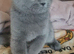 Blue female