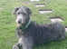2yr old Deerhound available for Stud
