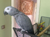 African grey parrot for sale