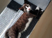 5 beautiful kittens looking for there forever homes