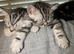 Silver Tabby British shorthair kittens GCCF registered