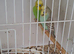 Pair of budgies