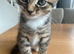 1 boy 1 girl Tabby