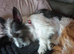 19 month old jack tzu bitch looking for new home