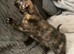 Gorgeous kittens