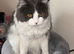 Persian Rgadoll Cat 1yr old