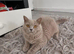 Beautiful lilac british-shorthair girl British Shorthair