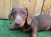 4 minature dachshund puppies