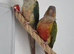 Pineapple Conure and Torquise conure for sale