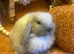 Mini lop